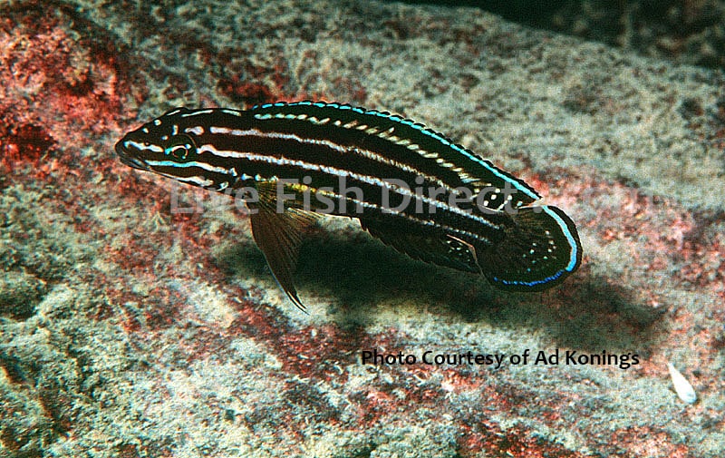 julidochromis dickfeldi