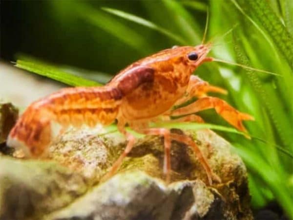 mexican crayfish
