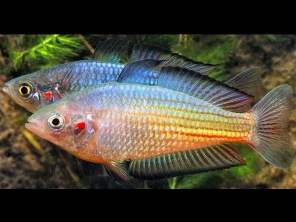 crimson spot rainbowfish
