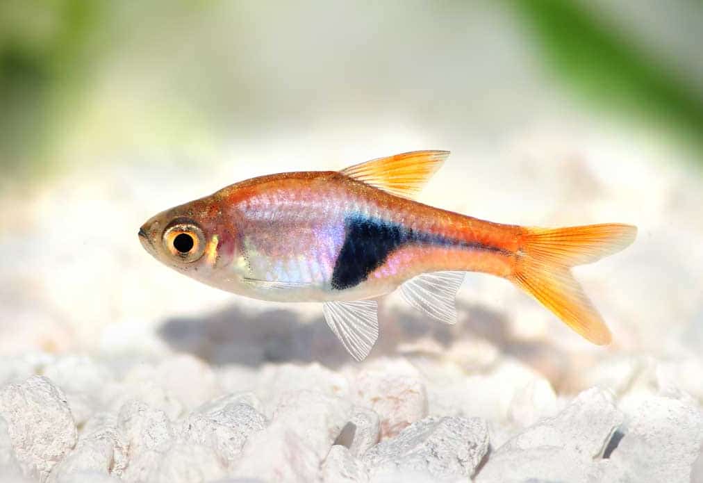 Harlequin (Red) Rasbora - Live Fish Direct