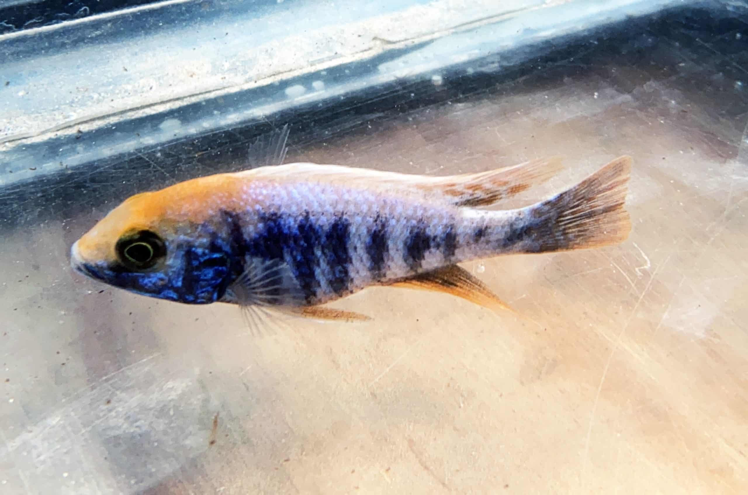 apache peacock cichlid