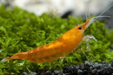 Orange Sakura Shrimp TR - Live Fish Direct