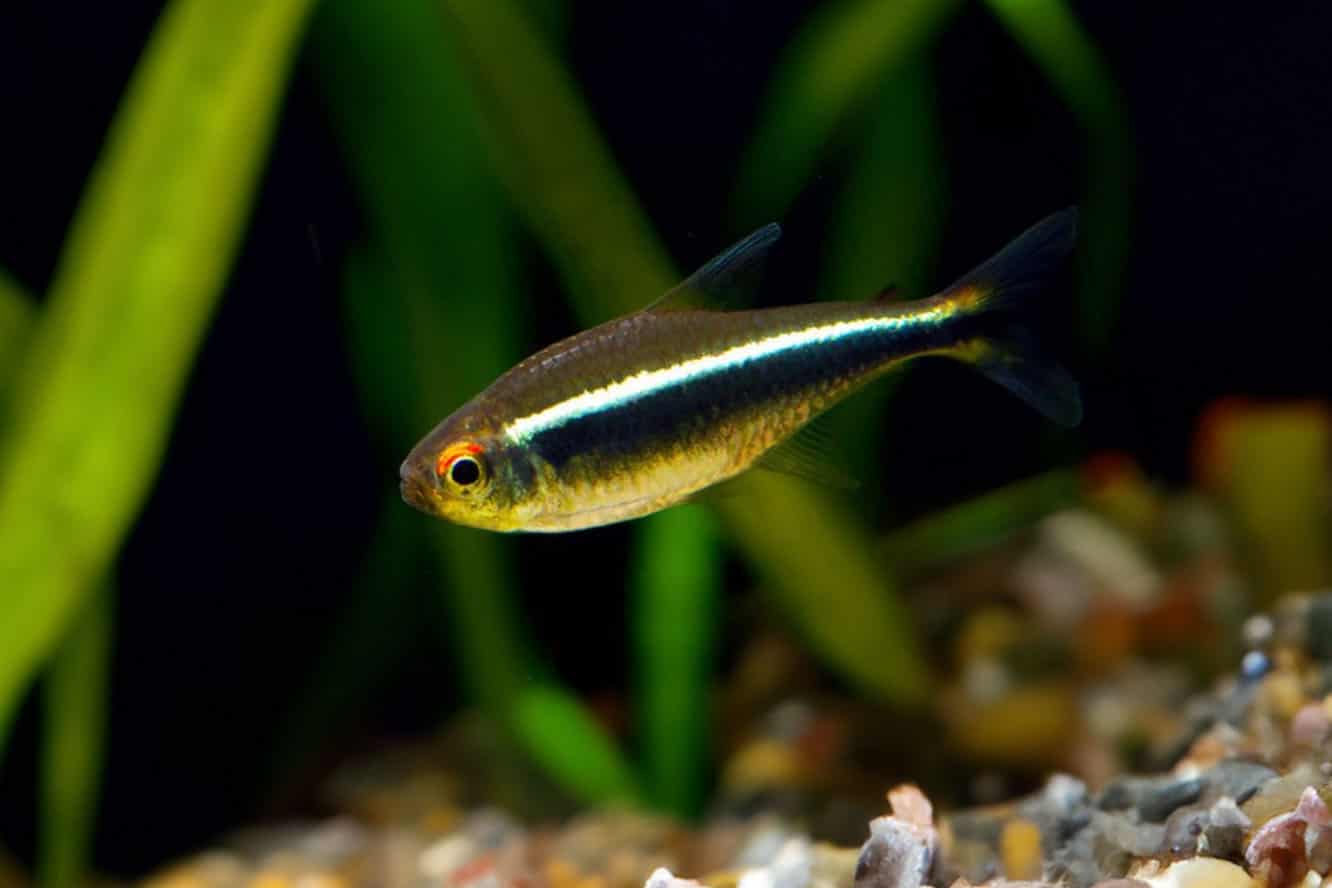 Black neon tetra care best sale