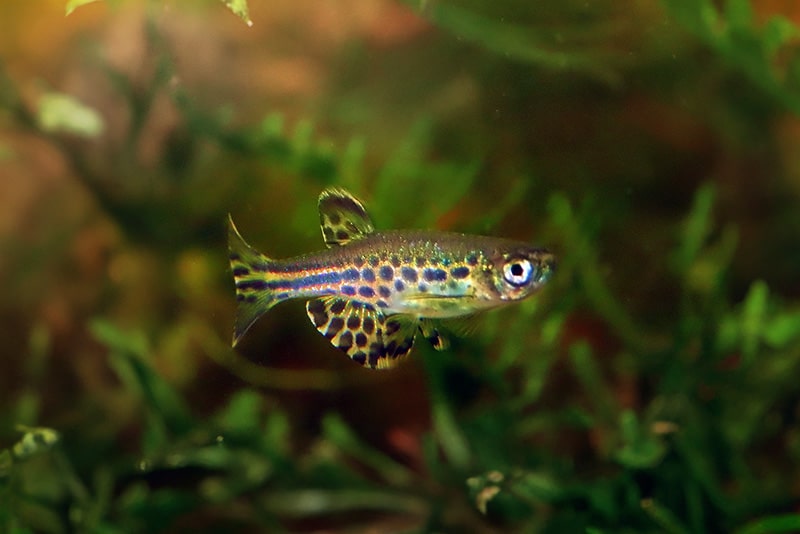 Gold Ring Burmese Danio - Live Fish Direct